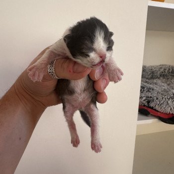 chaton Selkirk Rex Longhair white bicolor Chatterie des 3 fripons mirex