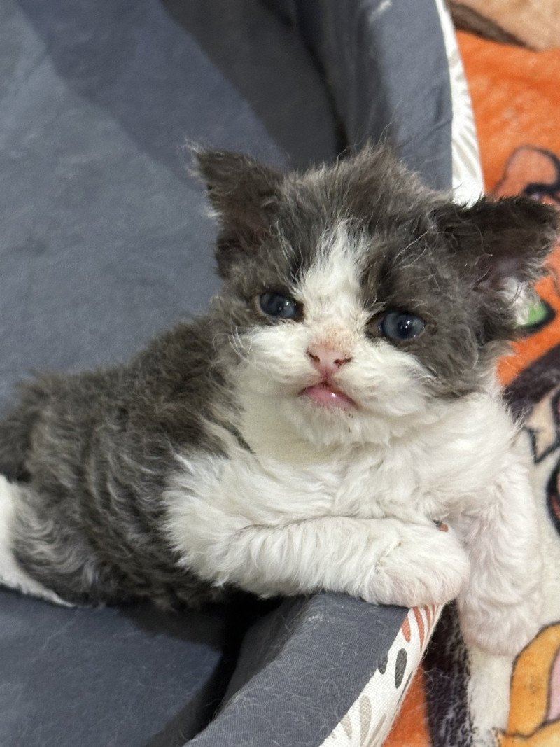 Ares Mâle Selkirk Rex Longhair