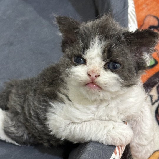 Ares Mâle Selkirk Rex Longhair