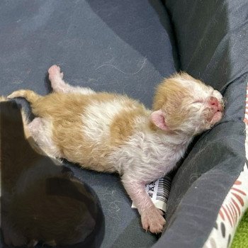 chaton Selkirk Rex Longhair red & blanc Chatterie des 3 fripons mirex