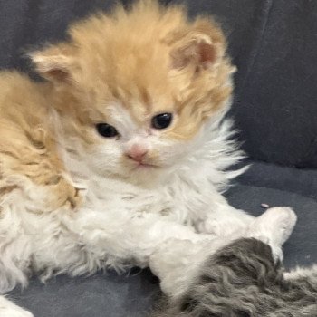 chaton Selkirk Rex Longhair red & blanc Chatterie des 3 fripons mirex