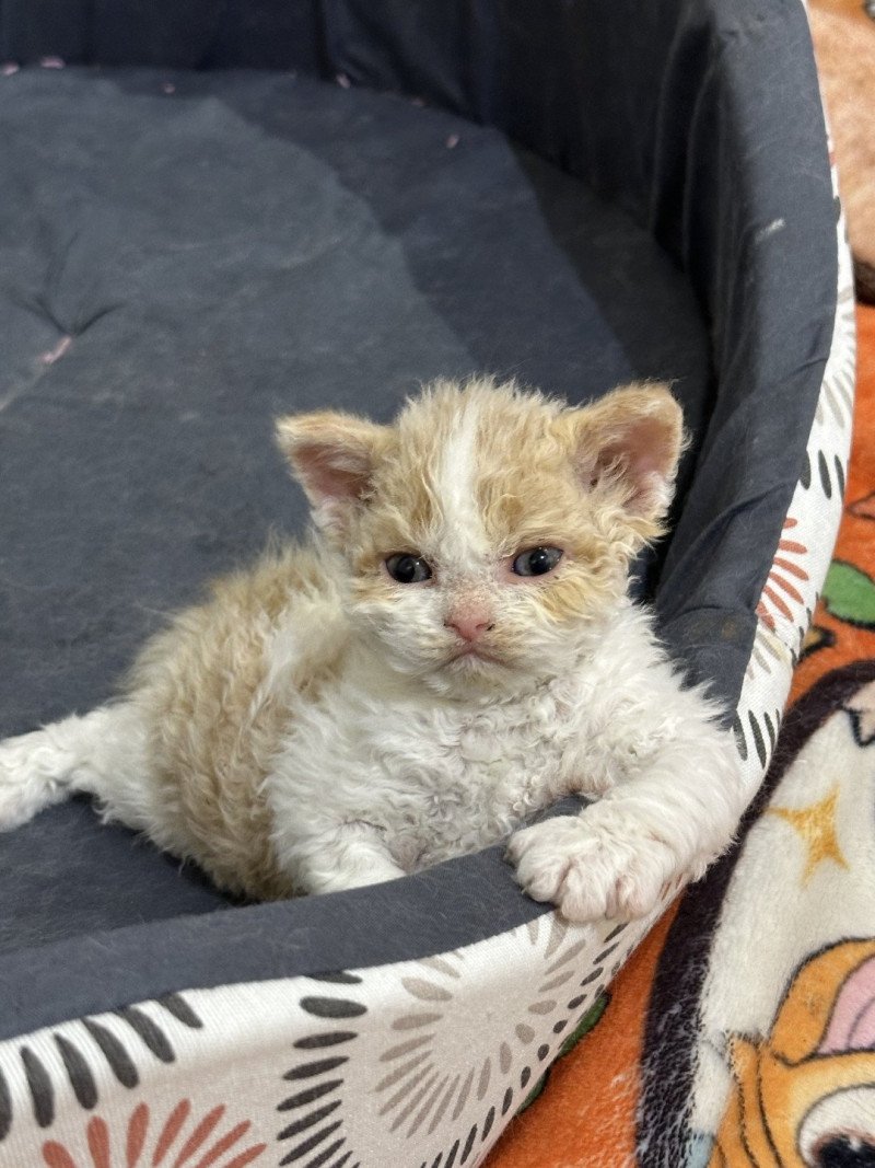 Asclépios Mâle Selkirk Rex Longhair