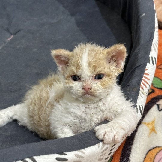 Asclépios Mâle Selkirk Rex Longhair
