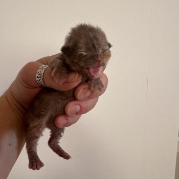 chaton Selkirk Rex Longhair chocolate tortie Chatterie des 3 fripons mirex