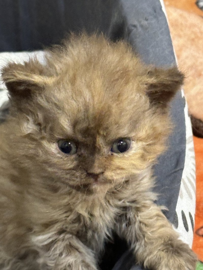 Athena Femelle Selkirk Rex Longhair