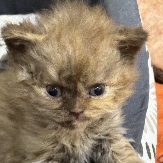 Athena Femelle Selkirk Rex Longhair