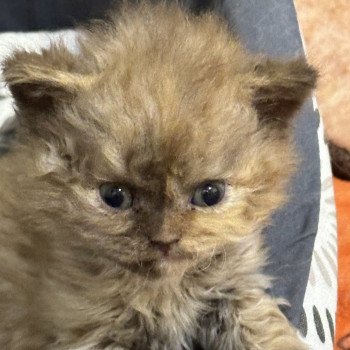 chaton Selkirk Rex Longhair chocolate tortie Chatterie des 3 fripons mirex
