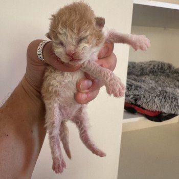 chaton Selkirk Rex Longhair red & blanc Chatterie des 3 fripons mirex