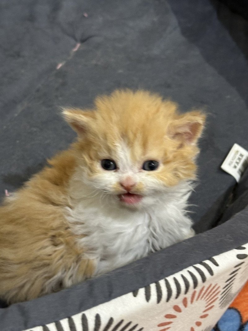 Apollon Mâle Selkirk Rex Longhair