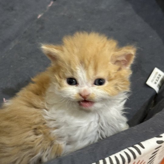 Apollon Mâle Selkirk Rex Longhair