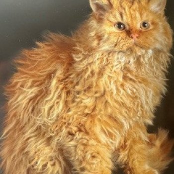 chat Selkirk Rex Longhair Alabama Chatterie des 3 fripons mirex