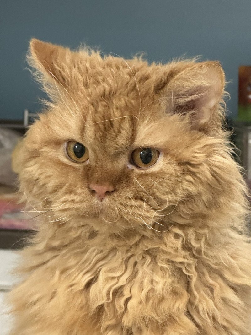 Alabama Mâle Selkirk Rex Longhair