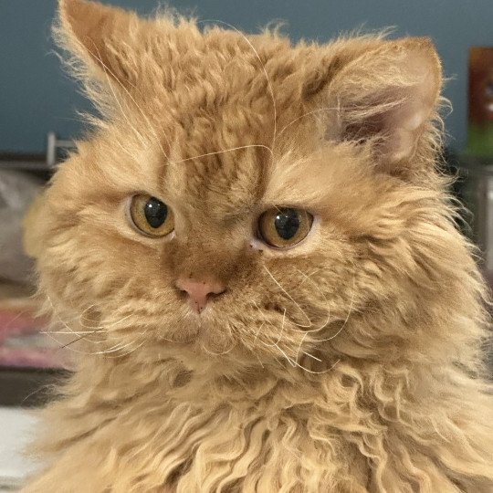 Alabama Mâle Selkirk Rex Longhair