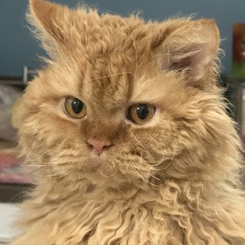 Alabama Mâle Selkirk Rex Longhair