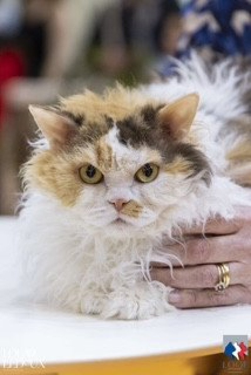 Sonatine Femelle Selkirk Rex Longhair