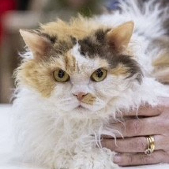 Sonatine Femelle Selkirk Rex Longhair