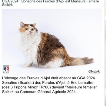 chat Selkirk Rex Longhair Sonatine Chatterie des 3 fripons mirex