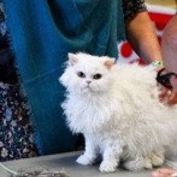 chat Selkirk Rex Longhair Toccata des 3 fripons mirex Chatterie des 3 fripons mirex