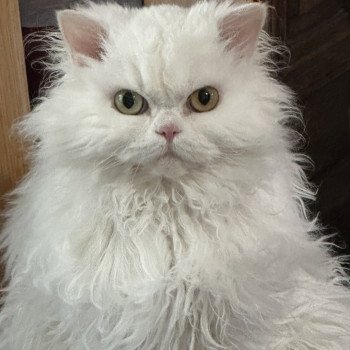 chat Selkirk Rex Longhair Toccata des 3 fripons mirex Chatterie des 3 fripons mirex