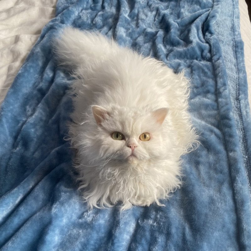 Toccata Femelle Selkirk Rex Longhair