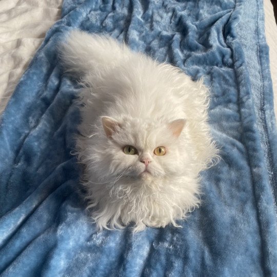 Toccata Femelle Selkirk Rex Longhair