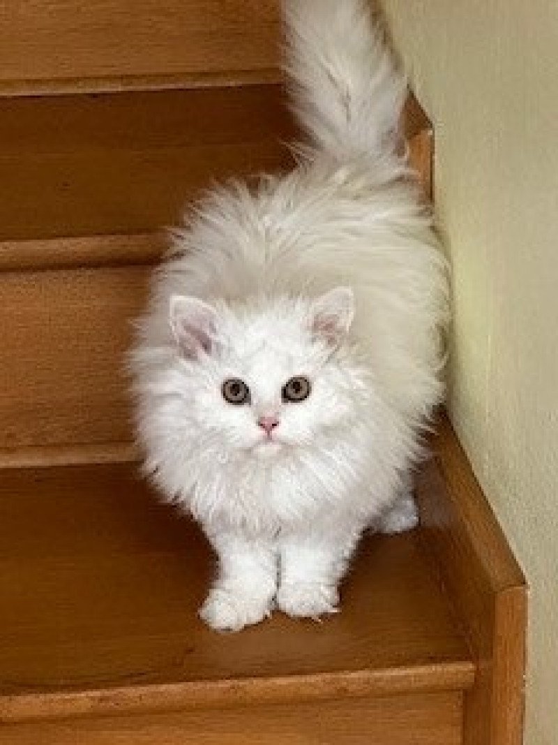 Traviata Femelle Selkirk Rex Longhair