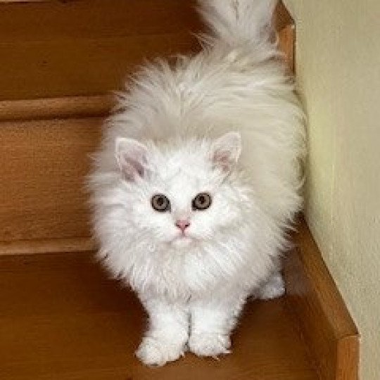Traviata Femelle Selkirk Rex Longhair