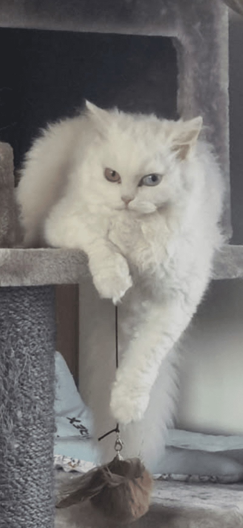 Versace Femelle Selkirk Rex Longhair