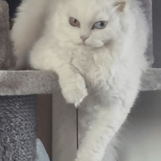 Versace Femelle Selkirk Rex Longhair