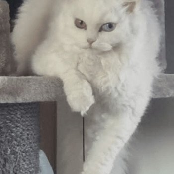 chat Selkirk Rex Longhair white Versace Chatterie des 3 fripons mirex