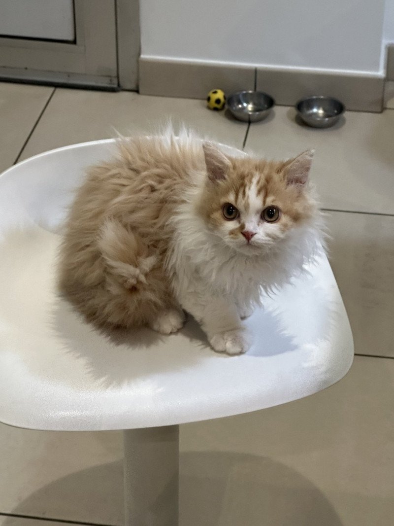 vortex Mâle Selkirk Rex Longhair