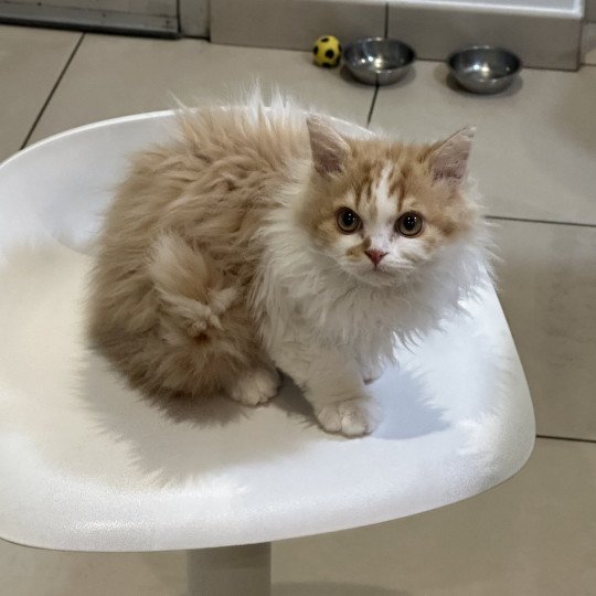 vortex Mâle Selkirk Rex Longhair