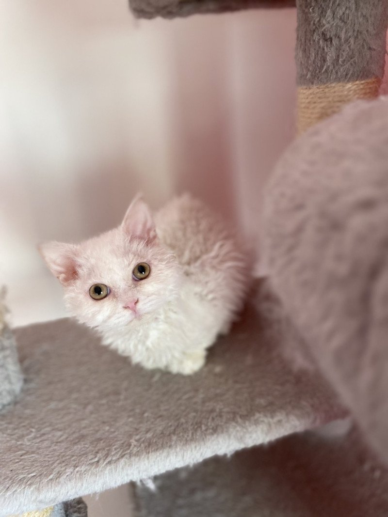 Vuitton Mâle Selkirk Rex Longhair