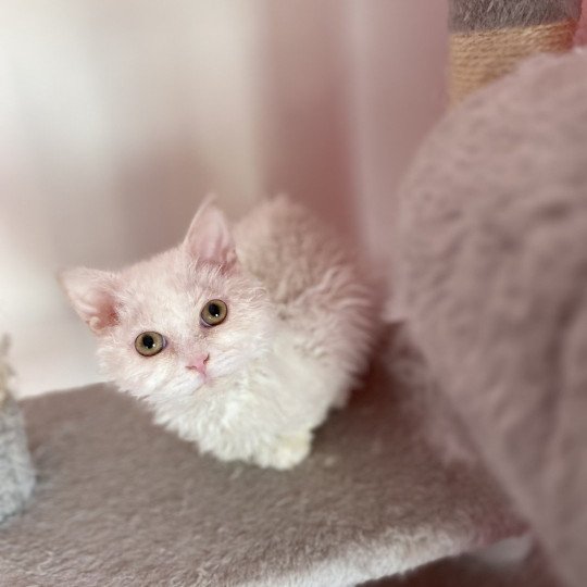 Vuitton Mâle Selkirk Rex Longhair