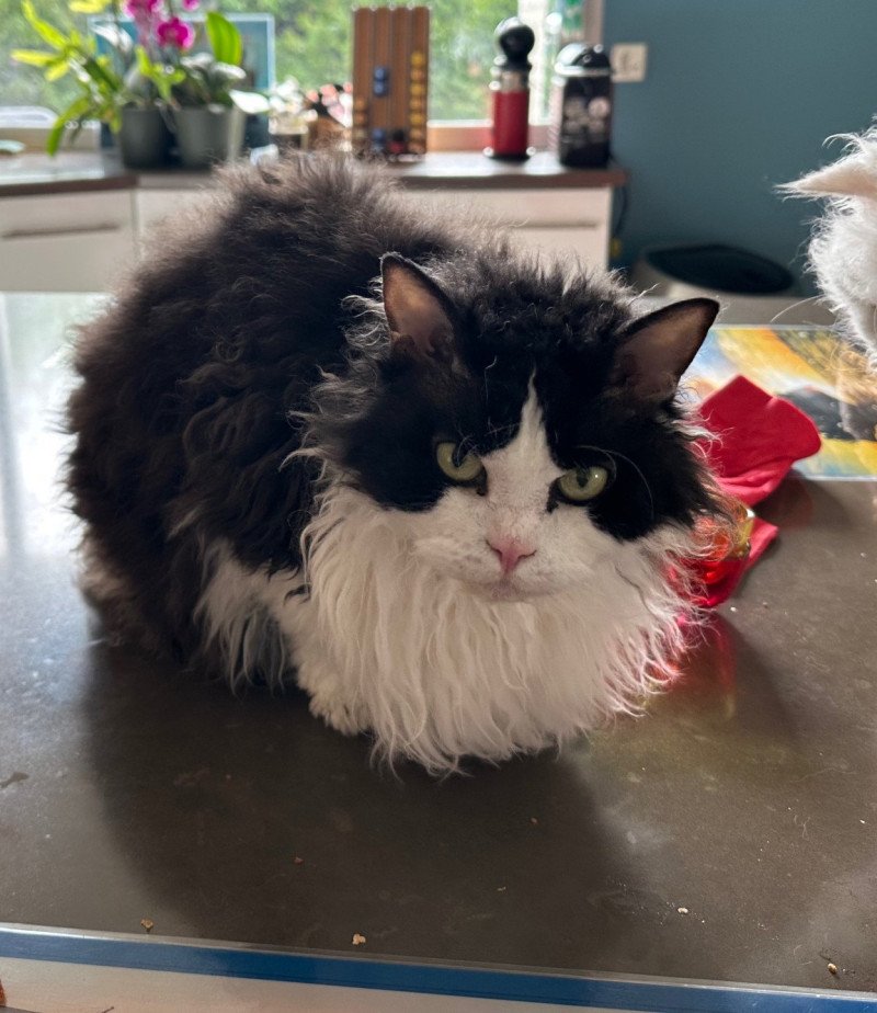 Tannhauser Mâle Selkirk Rex Longhair