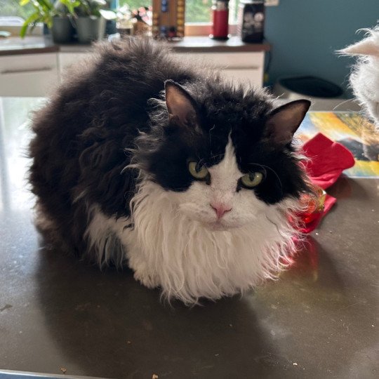 Tannhauser Mâle Selkirk Rex Longhair